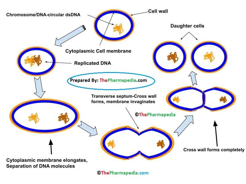 Binary Fission, Bacterial, Microbiology, Pharmapedia