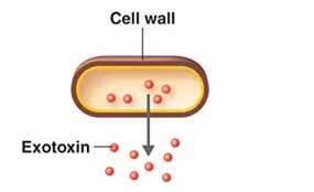 Exotoxin, Bacteria, Metabolic Product, Pharmapedia, The Pharmapedia