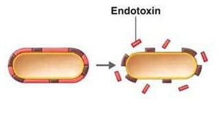 Endotoxin, Pharmapedia, The Pharmapedia