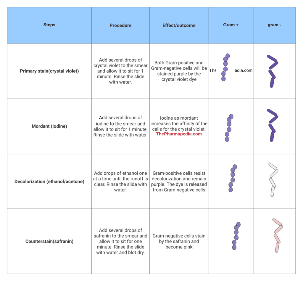 Gram staining, Procedure, Pharmapedia, Crystal violet, Pharmacy Notes