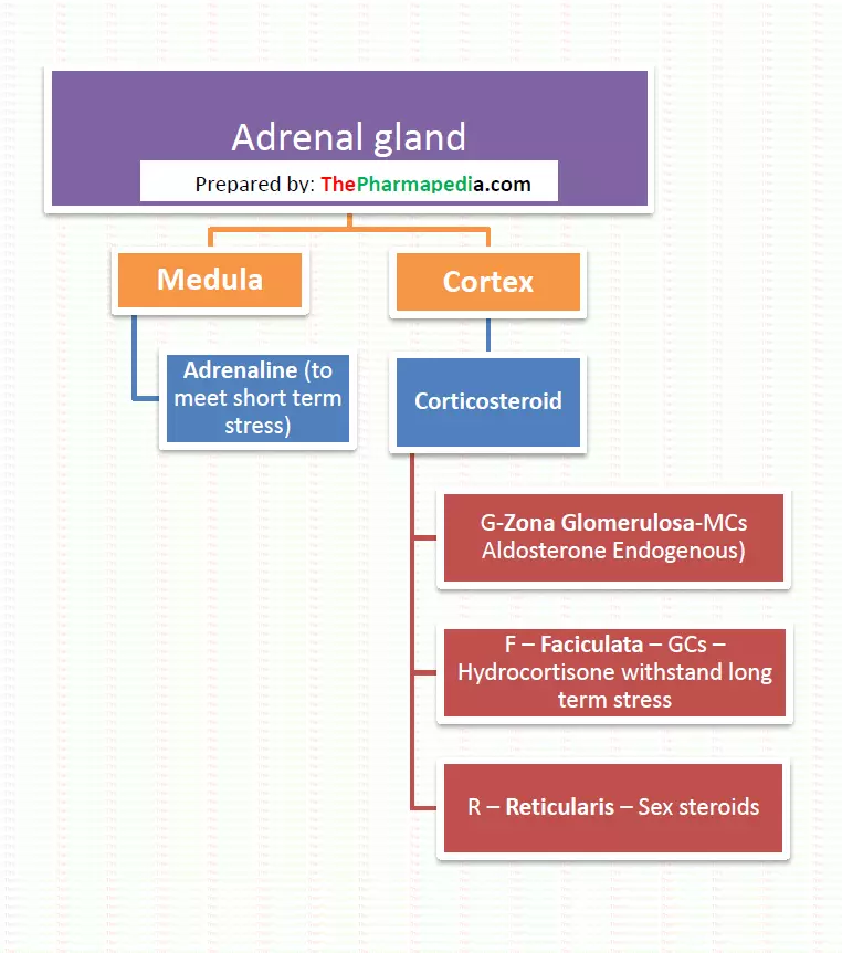 Medula secreate Adrenaline, Cortex-Corticosteroids