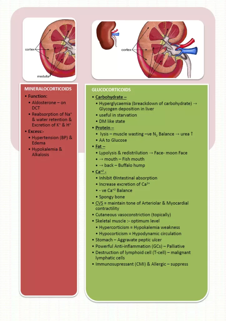 Action of Glucocorticoids & Mineralocorticoids, Pharmapedia, ThePharmapedia