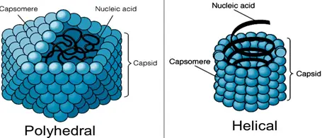 Symmetry of Virus: Helical, Polyhedral