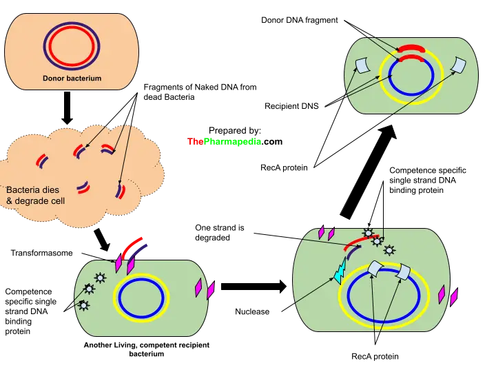 Transformation, gene transfer, bacteria, pharmapedia, the pharmapedia