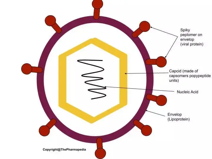 Virus, Structure, Microbiology, the Pharmapedia