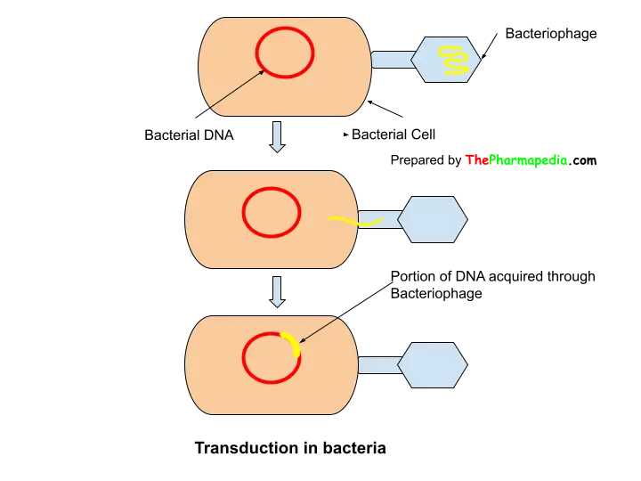 Transduction, bacteria, microbiology, gene, transfer, pharmapedia