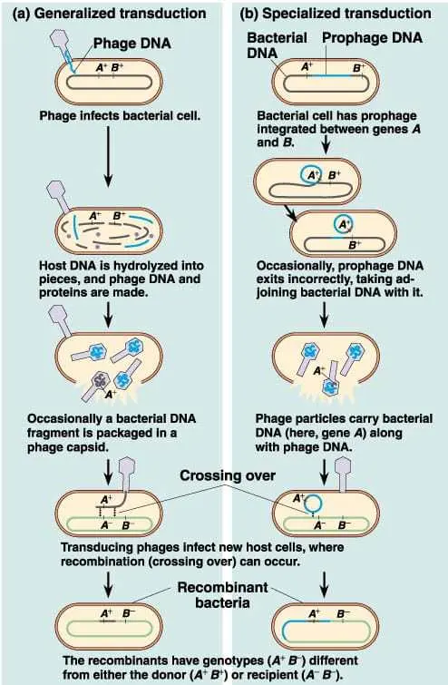 Type of Transduction, Microbiology, Pharmapedia