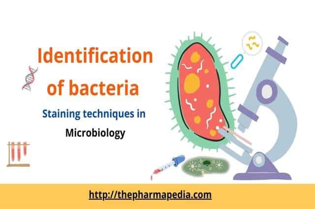 Identification, bacteria, Microbiology, Pharmacy Notes, Pharmapedia, Staining techniques