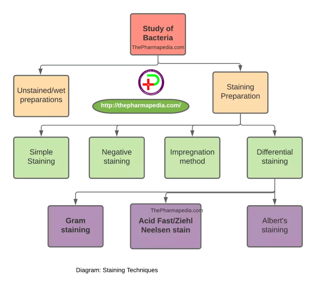 Staining, Negative, Gram Staining, Acid fast, Neelsen, Albert's, Microbiology, Pharmapedia, The Pharmapedia, Pharmacy Notes